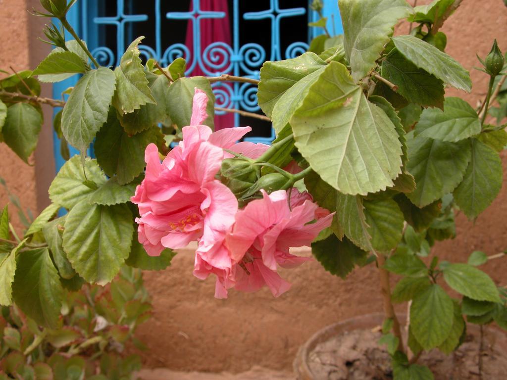 Kasbah Iswan Bed & Breakfast Kelaat-M'Gouna Bagian luar foto